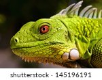 Closeup Of Green Iguana