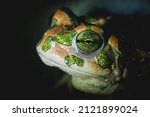 European Green Toad  Bufotes...