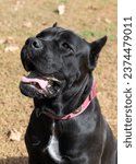 Small photo of Portrait of an Italian Mastiff Cane Corso. Black and white Italian Mastiff Cane Corso outdoors. Walking training on a level paddock. Large breed of Roman gladiator dogs. The oldest dog breed