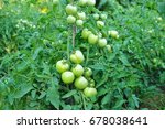 Green grapevine tomatoes. Green unripe tomatoes on the bush. Tomatoes on the vine, tomatoes growing on the branches. Green vegetables in the greenhouse, the shrub immature vegetables .