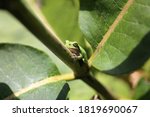 A baby Grey Treefrog froglet is climbing on a green Milkweed Plant.