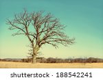 A Isolated  Lone Old Oak Tree...