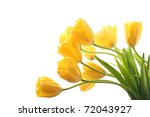 Yellow Tulips Isolated On White ...