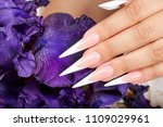 Hand with long artificial french manicured nails and a purple Iris flower
