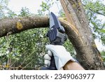 Textured surface, Hand holds light chain saw with battery to trim broken branch of an apple tree, in sunny day