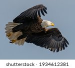 Bald Eagle In Flight On A Sky...