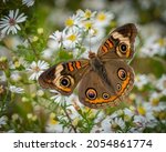 Common Buckeye Butterfly On A...