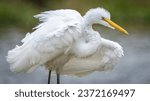 Small photo of Great Egret around the pons
