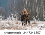 European bison  bison bonasus ...