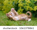 Cute red tabby and white cat kitten playing and showing its claws outside in green grass in a flowery garden 
