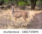 Kudu Cow Posing Nicely In The...