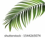 Green Palm Leaf Vector...