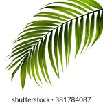 Green Leaf Of Palm Tree On...
