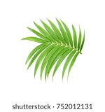 Green Leaf Of Palm Tree...