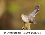 Cuckoo  Cuculus Canorus  Single ...