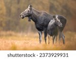 Mammals - adult female moose with a cub ( Alces alces ) - autumn meadow, Poland Europe