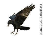 Birds   Common Raven  Corvus...