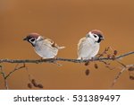 Bird   Two Tree Sparrow  Passer ...