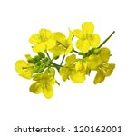 Rapeseed Blossoms   Brassica...