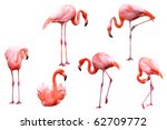 Set Of Red Flamingo Isolated On ...