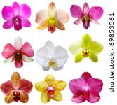 Collection Of Orchid Flower...