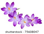 Fresh Purple Crocus Flowers On...