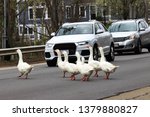 Geese Crossing A Road While...