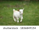 Lovely white baby goat running on grass, New England, USA