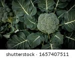 Fresh Broccoli green vibrant. This Broccoli is still planted in the soil and not picked up yet. Health, Broccoli, nutrition, green, fresh, vegetarian,