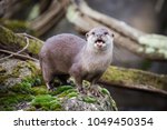 Oriental Small Clawed Otter...