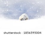 Fantasy Scene Of A Polar Bear...