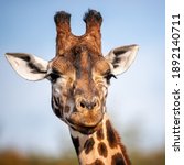 Rothschild Giraffe  Giraffa...