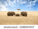 Small photo of Elephant group in the red-oat grass of the Masai Mara. Two adult females with a calf in open expanse of grassland with acacia trees.