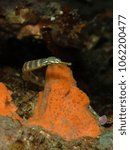 Small photo of Banded messmate pipefish (Corythoichthys sp.)