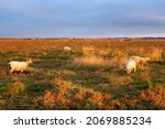 Herd Of Sheep In Salt Marshes