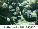 Small photo of Fish under water. Fish in the aquarium. Piranha fish. Вlur.