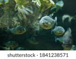 Small photo of Fish under water. Fish in the aquarium. Piranha fish. Вlur.
