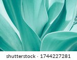 Turquoise Pastel Tropical Plant ...