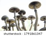 Psilocybin Cubensis Mushroom....