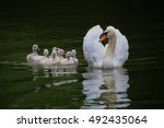 Swan Family    Mother With Her...