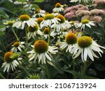 Bunch of white Coneflowers blooming in the garden. Close-up shot under bright light tone.
