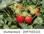 Garden Strawberry  Fragaria X...