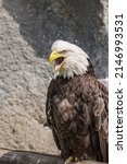 Bald Eagle  Haliaeetus...