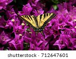 Tiger Swallowtail Butterfly 