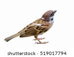 Eurasian Tree Sparrow Passer...