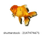 Goldfish thai oranda three color