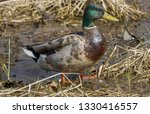 Mallard Duck in Cherokee Marsh