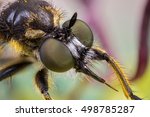 Robber Fly Portrait. Face And...