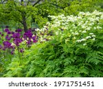 Small photo of A big group of Sweet Cicely, Myrrhis odorata, growing in a garden in spring, closeup with selective focus and copy space