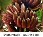 Closeup of a few bunches of ripe fruits of red banana plant (Musa acuminata). 